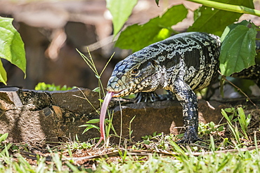 Argentine tegu lizard (Tupinambis merianae) in Iguazu Falls National Park, Misiones, Argentina, South America