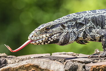 Argentine tegu lizard (Tupinambis merianae) in Iguazu Falls National Park, Misiones, Argentina, South America