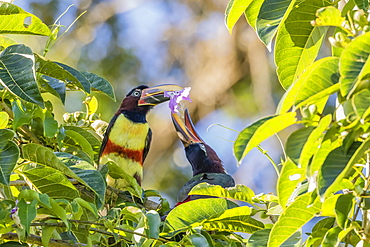 Chestnut-eared aracari (Pteroglossus castanotis), pair feeding within Iguazu Falls National Park, Misiones, Argentina, South America