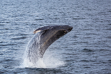 Humpback whale (Megaptera novaeangliae) breaching off Gwaii Haanas, Haida Gwaii, British Columbia, Canada, North America