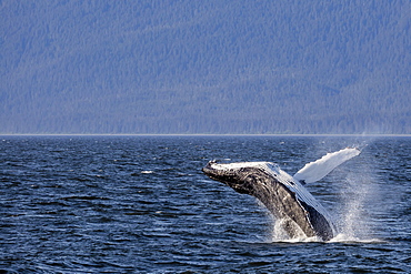 Mother humpback whale (Megaptera novaeangliae) breaching near her calf in Icy Strait, southeast Alaska, United States of America, North America