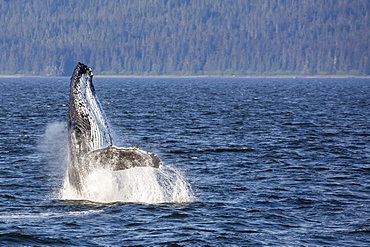 Mother humpback whale (Megaptera novaeangliae) breaching in Icy Strait, southeast Alaska, United States of America, North America