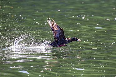 Adult male surf scoter (Melanitta perspicillata) taking flight in Williams Cove, Southeast Alaska, United States of America, North America