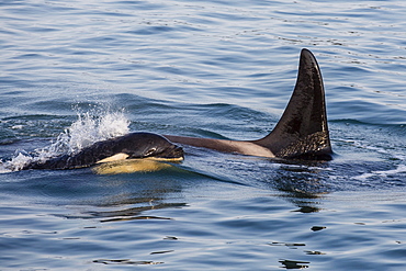 A calf and adult killer whale (Orcinus orca) surfacing in Glacier Bay National Park, Southeast Alaska, United States of America, North America