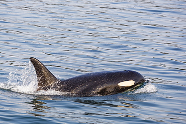 An adult killer whale (Orcinus orca) surfacing in Glacier Bay National Park, Southeast Alaska, United States of America, North America