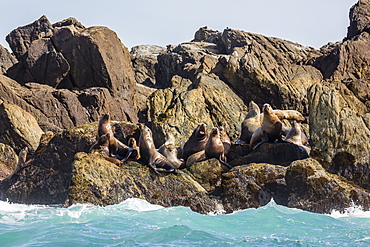 Steller sea lion (Eumetopias jubatus), haul out on S'Gang Gwaay Llanagaay, Anthony Island, Haida Gwaii (Queen Charlotte Islands), British Columbria, Canada, North America