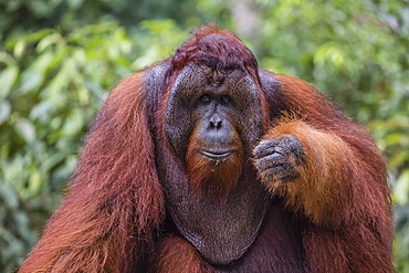 Reintroduced flanged male orangutan (Pongo pygmaeus), Camp Leakey, Tanjung Puting National Park, Borneo, Indonesia, Southeast Asia, Asia
