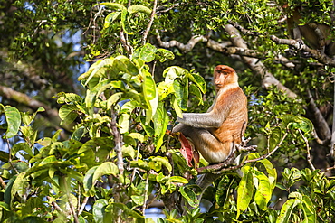 Adult male proboscis monkey (Nasalis larvatus), endemic to Borneo, Tanjung Puting National Park, Borneo, Indonesia, Southeast Asia, Asia