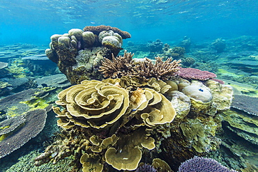 Underwater reef on a remote small Islet in the Badas Island Group off Borneo, Indonesia, Southeast Asia, Asia