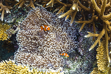 Underwater clownfish in anemone at Pulau Setaih Island, Natuna Archipelago, Indonesia, Southeast Asia, Asia