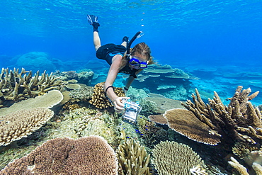 Snorkeler in underwater profusion of hard plate corals at Pulau Setaih Island, Natuna Archipelago, Indonesia, Southeast Asia, Asia