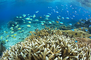 Reef fishes amongst profusion of hard plate at Pulau Setaih Island, Natuna Archipelago, Indonesia, Southeast Asia, Asia