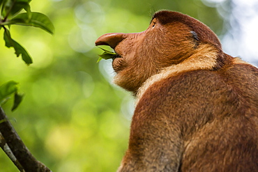 Adult proboscis monke (Nasalis larvatus) foraging in Bako National Park, Sarawak, Borneo, Malaysia, Southeast Asia, Asia