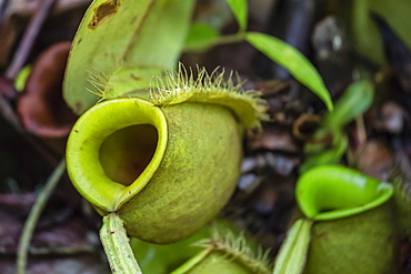 Tropical pitcher plant (Nepenthes spp,) at the Semenggoh Rehabilitation Center, Sarawak, Borneo, Malaysia, Southeast Asia, Asia