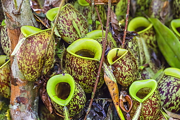 Tropical pitcher plants (Nepenthes spp,) at the Semenggoh Rehabilitation Center, Sarawak, Borneo, Malaysia, Southeast Asia, Asia