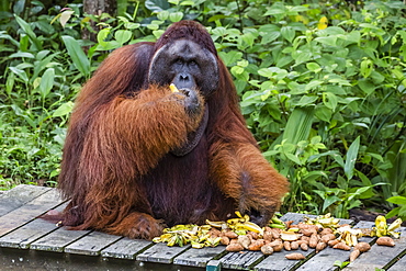 Male Bornean orangutan (Pongo pygmaeus) with full cheek pads, Semenggoh Rehabilitation Center, Sarawak, Borneo, Malaysia, Southeast Asia, Asia