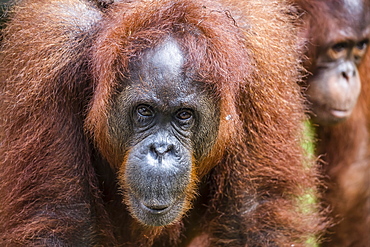 Mother and infant Bornean orangutan (Pongo pygmaeus), Semenggoh Rehabilitation Center, Sarawak, Borneo, Malaysia, Southeast Asia, Asia