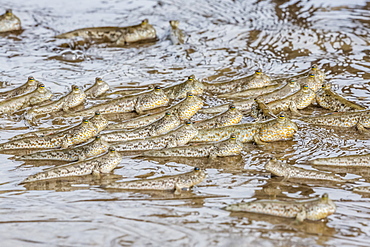 Adult mudskippers (Periophthalmus spp), gathering as the tide rises, Bako National Park, Sarawak, Island of Borneo, Malaysia, Southeast Asia, Asia