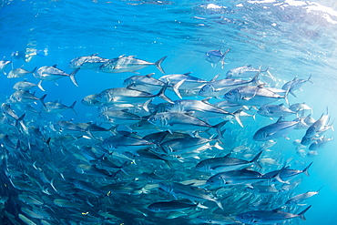 A large school of bigeye trevally (Caranx sexfasciatus) in deep water near Cabo Pulmo, Baja California Sur, Mexico, North America