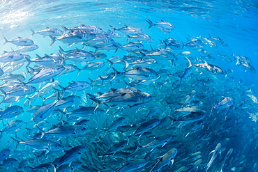 A large school of bigeye trevally (Caranx sexfasciatus) in deep water near Cabo Pulmo, Baja California Sur, Mexico, North America