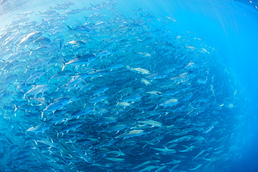 A large school of bigeye trevally (Caranx sexfasciatus) in deep water near Cabo Pulmo, Baja California Sur, Mexico, North America