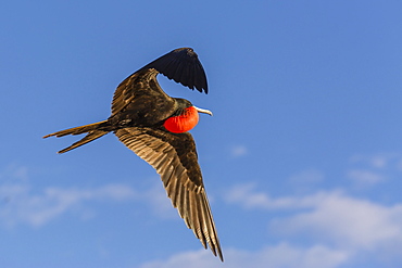 Adult male magnificent frigatebird (Fregata magnificens), San Gabriel Bay, Espiritu Santo Island, Baja California Sur, Mexico, North America