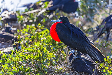 Adult male magnificent frigatebird (Fregata magnificens), San Gabriel Bay, Espiritu Santo Island, Baja California Sur, Mexico, North America