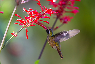 Adult male Xantus's hummingbird (Hylocharis xantusii), Todos Santos, Baja California Sur, Mexico, North America