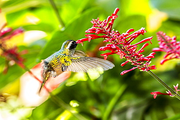 Adult male Xantus's hummingbird (Hylocharis xantusii), Todos Santos, Baja California Sur, Mexico, North America