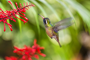 Adult male Xantus's hummingbird (Hylocharis xantusii), Todos Santos, Baja California Sur, Mexico, North America