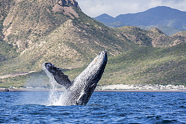 Adult humpback whale (Megaptera novaeangliae), breaching in the shallow waters of Cabo Pulmo, Baja California Sur, Mexico, North America