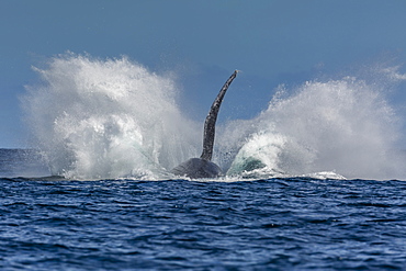 Adult humpback whale (Megaptera novaeangliae), breaching in the shallow waters of Cabo Pulmo, Baja California Sur, Mexico, North America