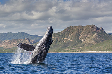 Adult humpback whale (Megaptera novaeangliae), breaching in the shallow waters of Cabo Pulmo, Baja California Sur, Mexico, North America