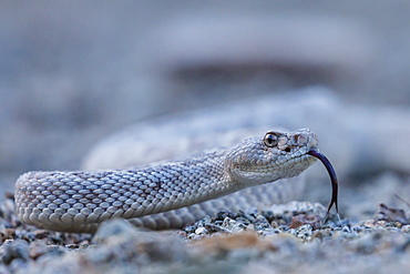 Ash colored morph of the endemic rattleless rattlesnake (Crotalus catalinensis), Isla Santa Catalina, Baja California Sur, Mexico, North America