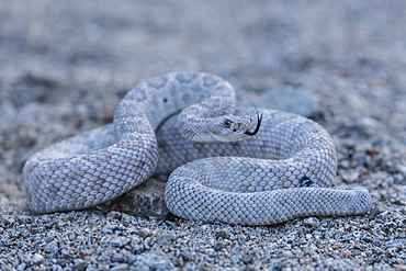 Ash colored morph of the endemic rattleless rattlesnake (Crotalus catalinensis), Isla Santa Catalina, Baja California Sur, Mexico, North America