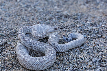 Ash colored morph of the endemic rattleless rattlesnake (Crotalus catalinensis), Isla Santa Catalina, Baja California Sur, Mexico, North America