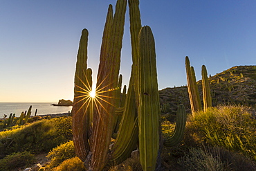 Cardon cactus (Pachycereus pringlei) at sunset on Isla Santa Catalina, Baja California Sur, Mexico, North America