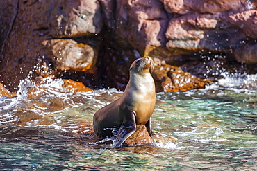 Adult California sea lion (Zalophus californianus), at Los Islotes, Baja California Sur, Mexico, North America