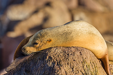 Adult female California sea lion (Zalophus californianus), at Los Islotes, Baja California Sur, Mexico, North America