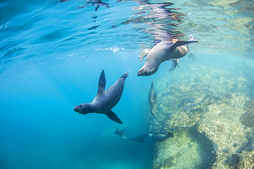 Curious California sea lion pups (Zalophus californianus), underwater at Los Islotes, Baja California Sur, Mexico, North America