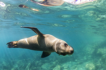 Curious California sea lion (Zalophus californianus) underwater at Los Islotes, Baja California Sur, Mexico, North America