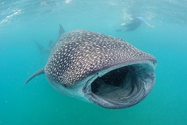 Whale shark (Rhincodon typus) underwater with snorkelers off El Mogote, near La Paz, Baja California Sur, Mexico, North America