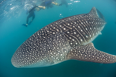 Whale shark (Rhincodon typus), underwater with snorkelers off El Mogote, near La Paz, Baja California Sur, Mexico, North America