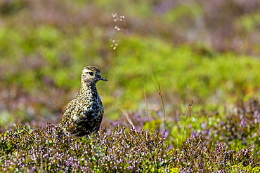 An adult Eurasian golden plover (Pluvialis apricaria), near Eldborg Volcanic Crater, Iceland, Polar Regions