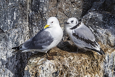 Adult and juvenile black-legged kittiwakes (Rissa tridactyla) nesting near Stykkishholmur on the Snaefellsnes Peninsula, Iceland, Polar Regions