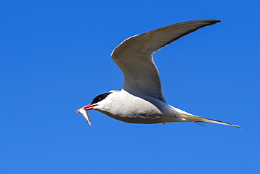 Adult Arctic tern (Sterna paradisaea) returning from the sea with fish for its chick on Flatey Island, Iceland, Polar Regions