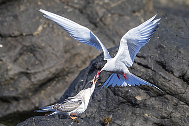 Adult Arctic tern (Sterna paradisaea) returning from the sea with fish for its chick on Flatey Island, Iceland, Polar Regions