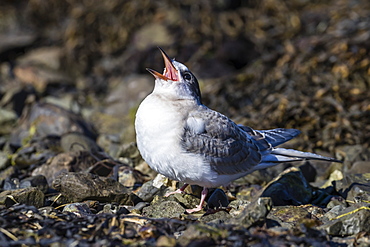 Arctic tern chick (Sterna paradisaea), calling for food from its parent on Flatey Island, Iceland, Polar Regions