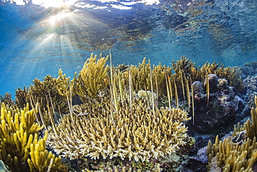 A school of razorfish (Aeoliscus strigatus), suspended upside down on Sebayur Island, Komodo National Park, Flores Sea, Indonesia, Southeast Asia, Asia