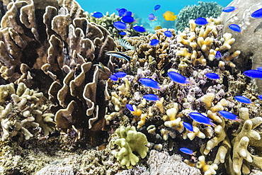 Profusion of hard and soft corals and reef fish underwater on Mengiatan Island, Komodo National Park, Flores Sea, Indonesia, Southeast Asia, Asia